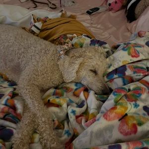 Meet your Posher, Sophia